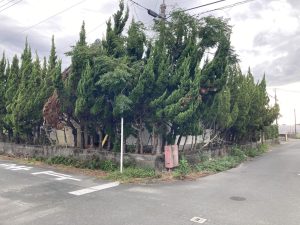 静岡県浜松市で松の木の伐採、生垣の強剪定。